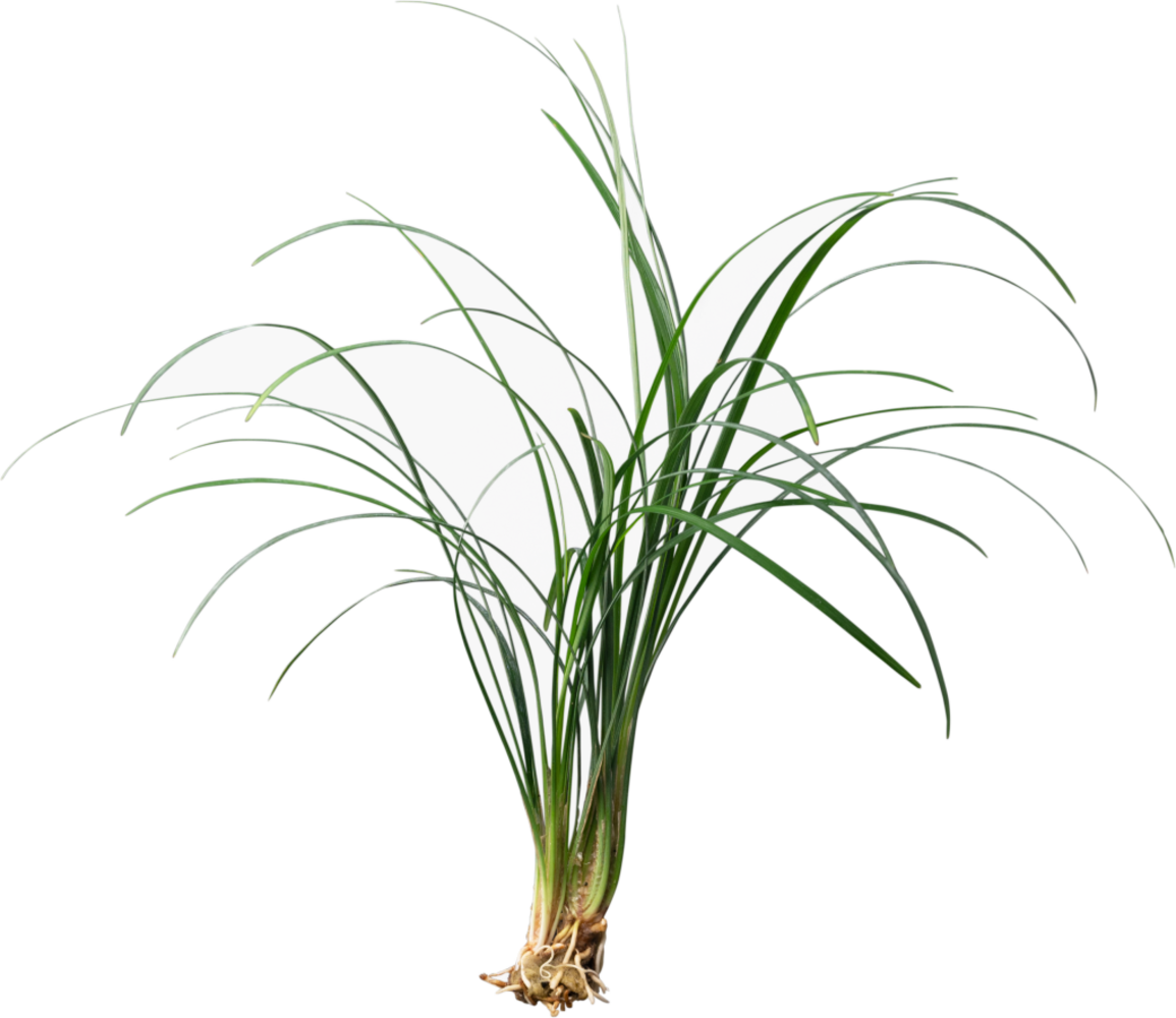Wasserpflanze Ophiopogon Japonicus Special Wasserpflanze Ophiopogon Japonicus Special