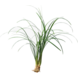 Wasserpflanze Ophiopogon Japonicus Special Wasserpflanze Ophiopogon Japonicus Special