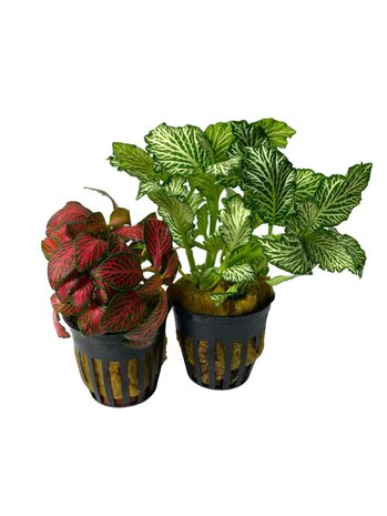 Plant Fittonia Albivenis Forest Flame Red Plant Fittonia Albivenis Forest Flame Red