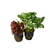 Plant Fittonia Albivenis Forest Flame Red Plant Fittonia Albivenis Forest Flame Red