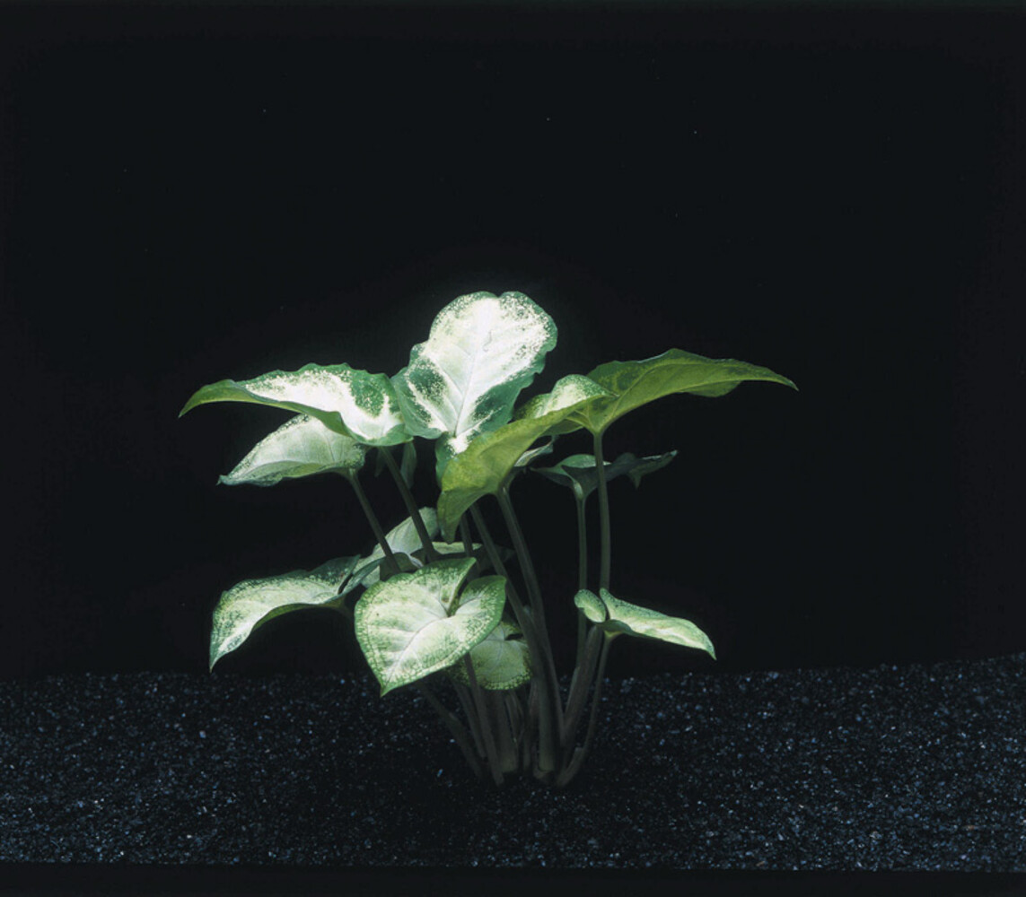 Plant Syngonium Podophyllum White Butterfly