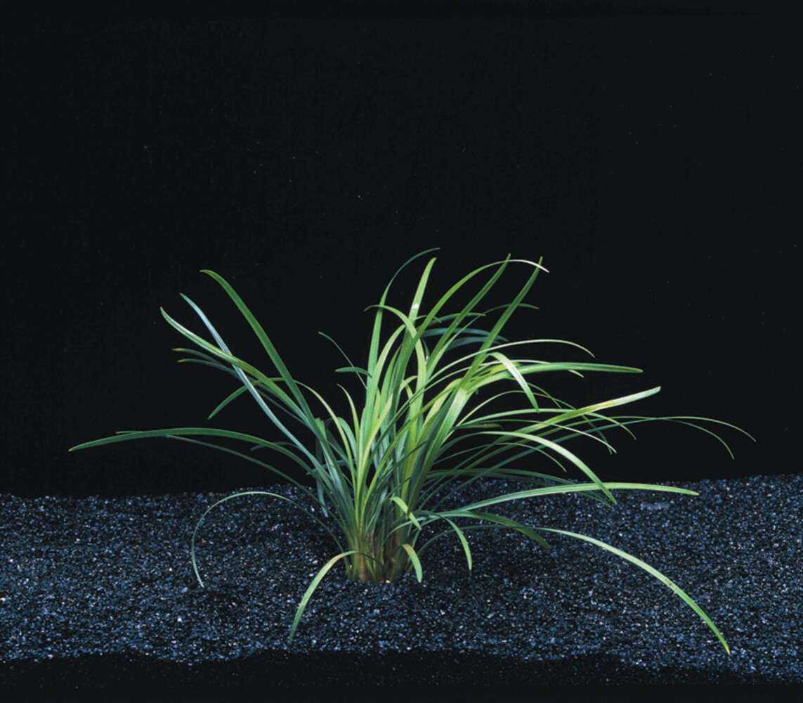 Wasserpflanze Ophiopogon Japonicus Special Wasserpflanze Ophiopogon Japonicus Special