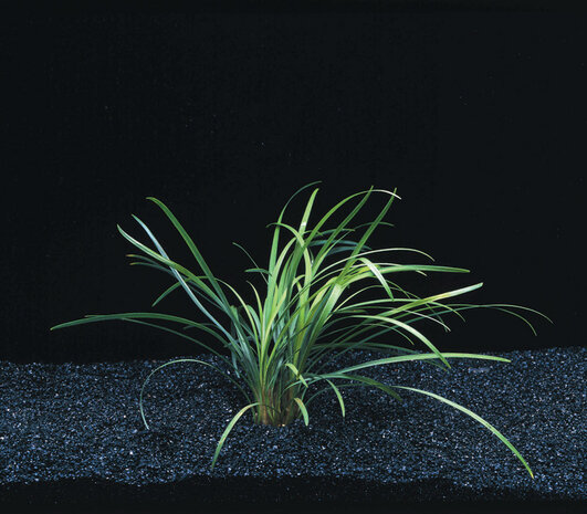 Wasserpflanze Ophiopogon Japonicus Special Wasserpflanze Ophiopogon Japonicus Special