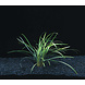 Wasserpflanze Ophiopogon Japonicus Special Wasserpflanze Ophiopogon Japonicus Special