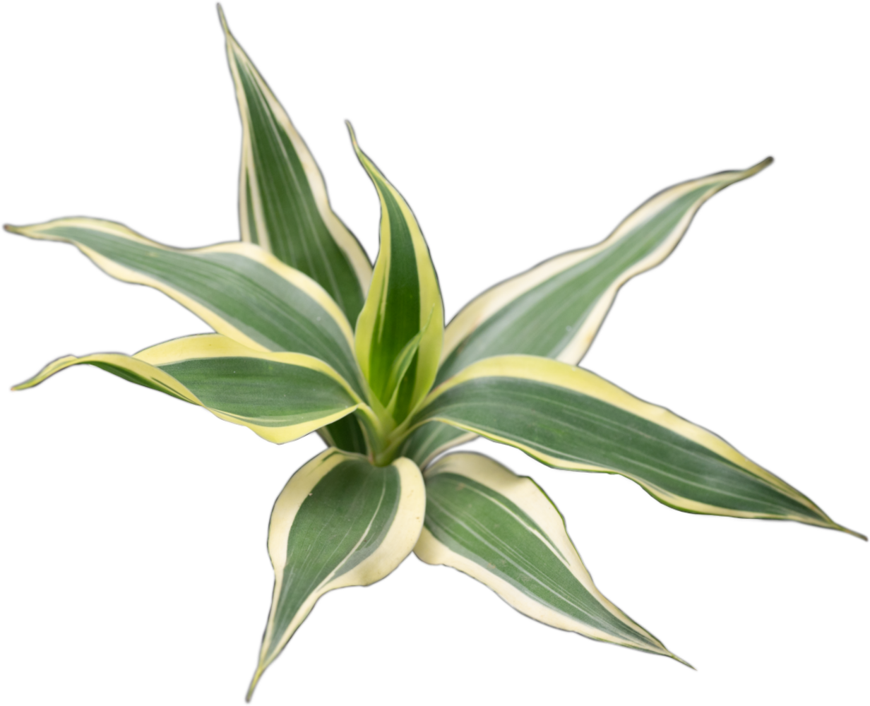 Wasserpflanze Dracaena Sanderiana