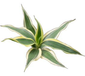 Wasserpflanze Dracaena Sanderiana