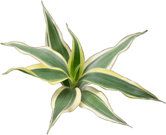 Wasserpflanze Dracaena Sanderiana