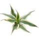 Wasserpflanze Dracaena Sanderiana