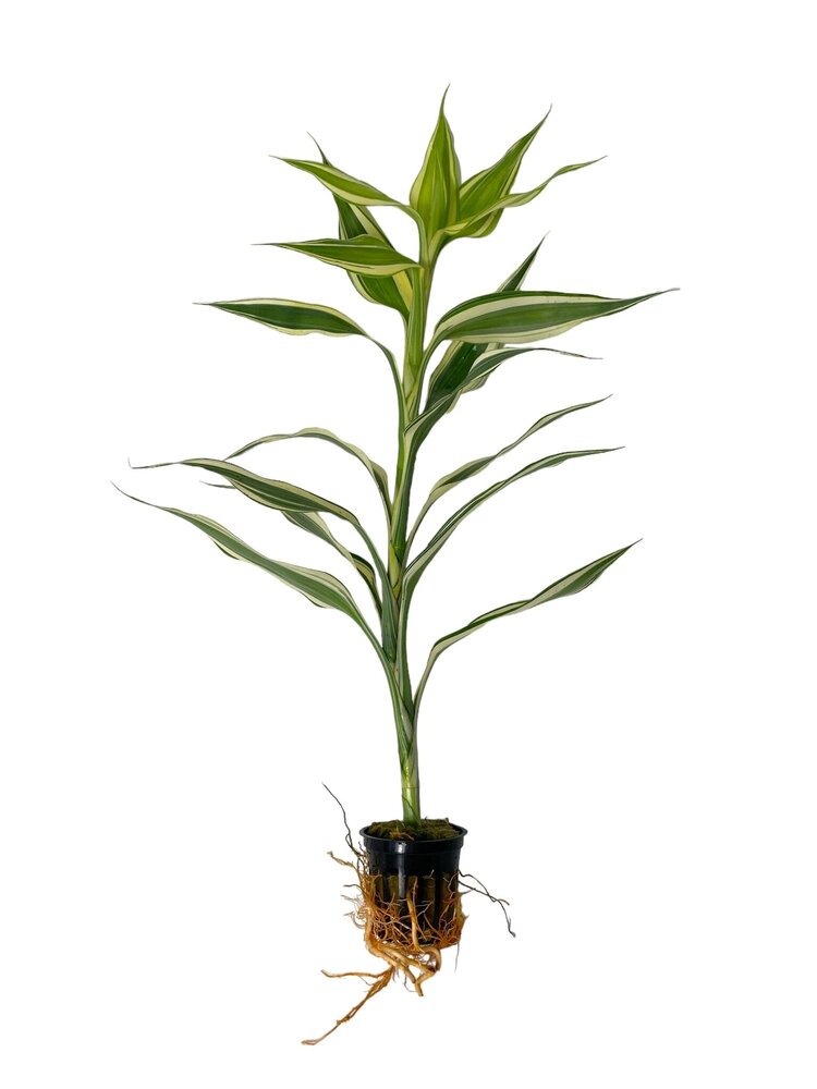 Wasserpflanze Dracaena Sanderiana