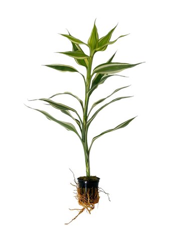 Wasserpflanze Dracaena Sanderiana