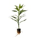 Wasserpflanze Dracaena Sanderiana
