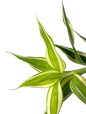 Wasserpflanze Dracaena Sanderiana