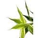 Wasserpflanze Dracaena Sanderiana