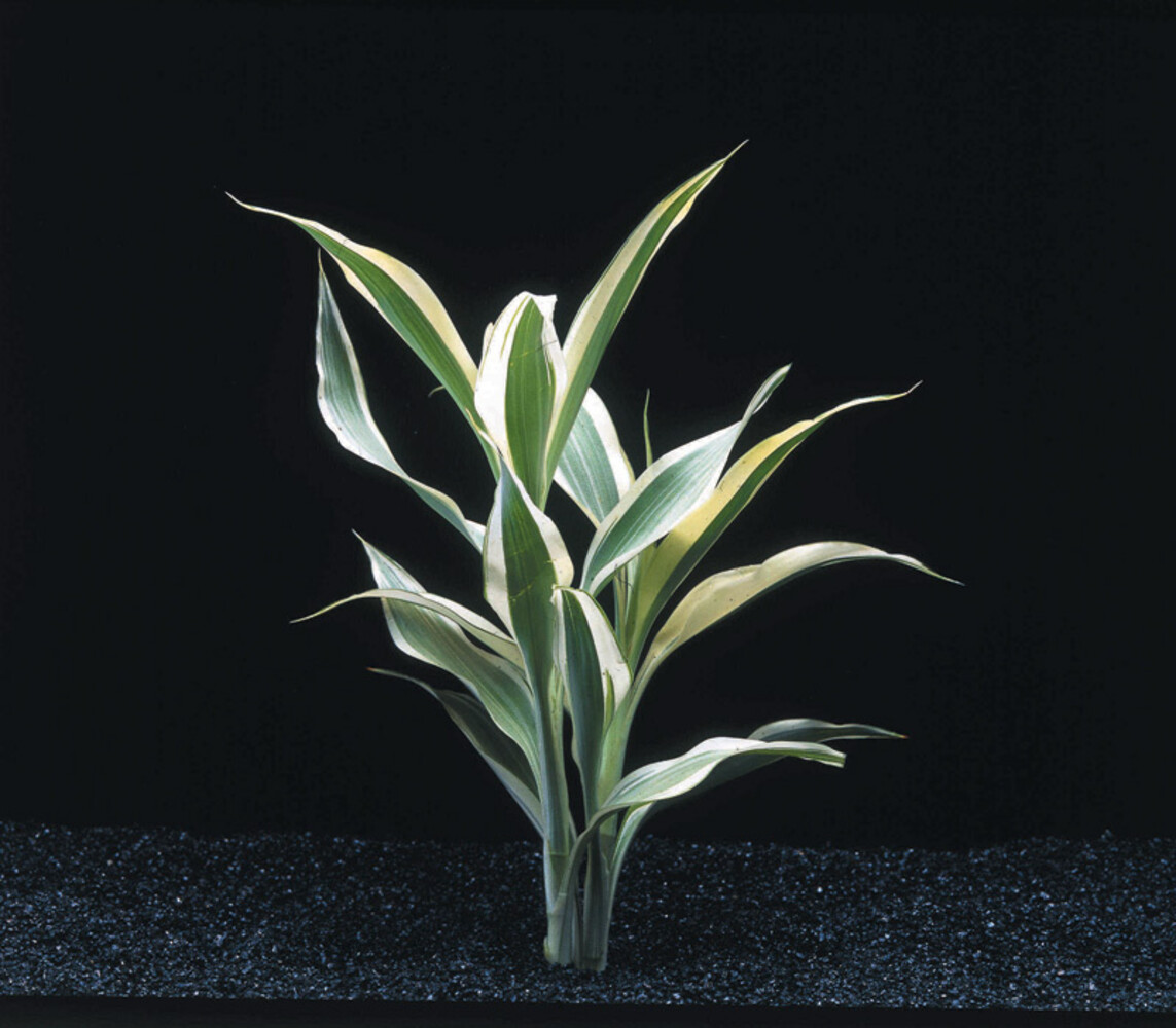 Wasserpflanze Dracaena Sanderiana