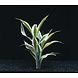 Wasserpflanze Dracaena Sanderiana