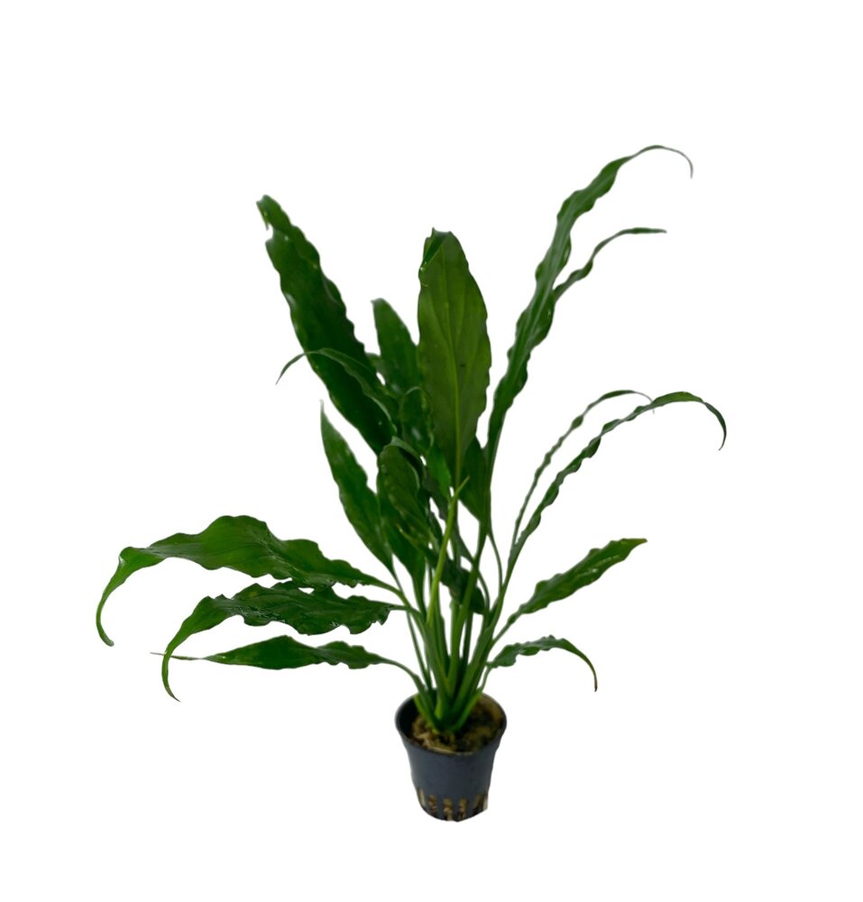 Wasserpflanze Spathiphyllum Wallisii Wasserpflanze Spathiphyllum Wallisii