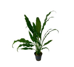 Waterplant Spathiphyllum Wallisii