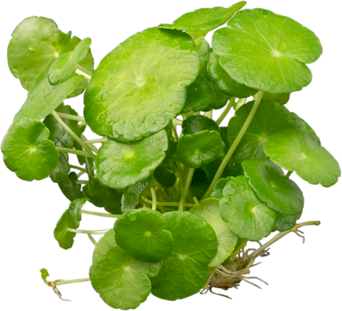 Wasserpflanze Hydrocotyle Verticillata (Wassernabel) Wasserpflanze Hydrocotyle Verticillata (Wassernabel)