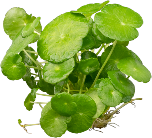 Wasserpflanze Hydrocotyle Verticillata (Wassernabel) Wasserpflanze Hydrocotyle Verticillata (Wassernabel)