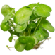 Waterplant Hydrocotyle Verticillata (Wassernabel)