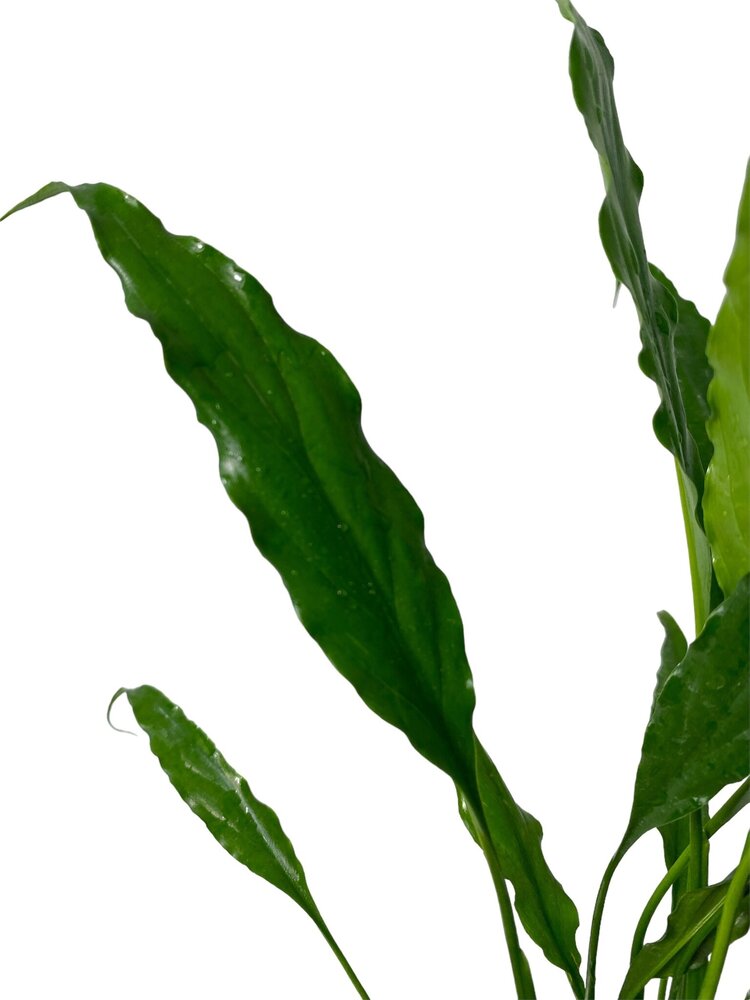 Wasserpflanze Spathiphyllum Wallisii Wasserpflanze Spathiphyllum Wallisii