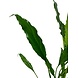 Wasserpflanze Spathiphyllum Wallisii Wasserpflanze Spathiphyllum Wallisii