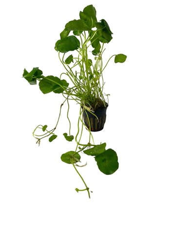 Wasserpflanze Hydrocotyle Verticillata (Wassernabel) Wasserpflanze Hydrocotyle Verticillata (Wassernabel)