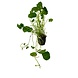 Wasserpflanze Hydrocotyle Verticillata (Wassernabel) Wasserpflanze Hydrocotyle Verticillata (Wassernabel)