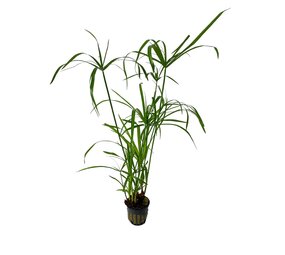 Wasserpflanze Cyperus alternifolius