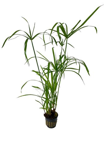 Wasserpflanze Cyperus alternifolius Wasserpflanze Cyperus alternifolius