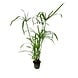 Wasserpflanze Cyperus alternifolius Wasserpflanze Cyperus alternifolius