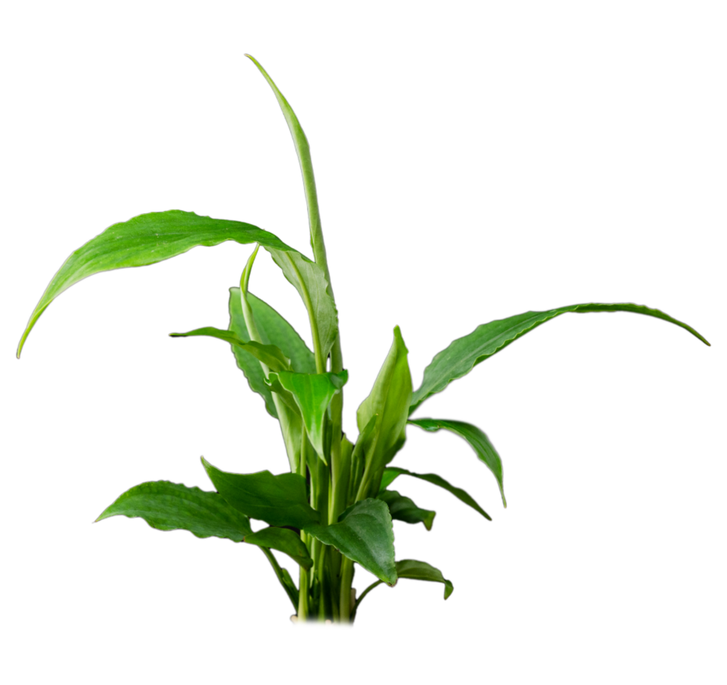 Waterplant Spathiphyllum Wallisii