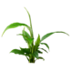 Wasserpflanze Spathiphyllum Wallisii Wasserpflanze Spathiphyllum Wallisii