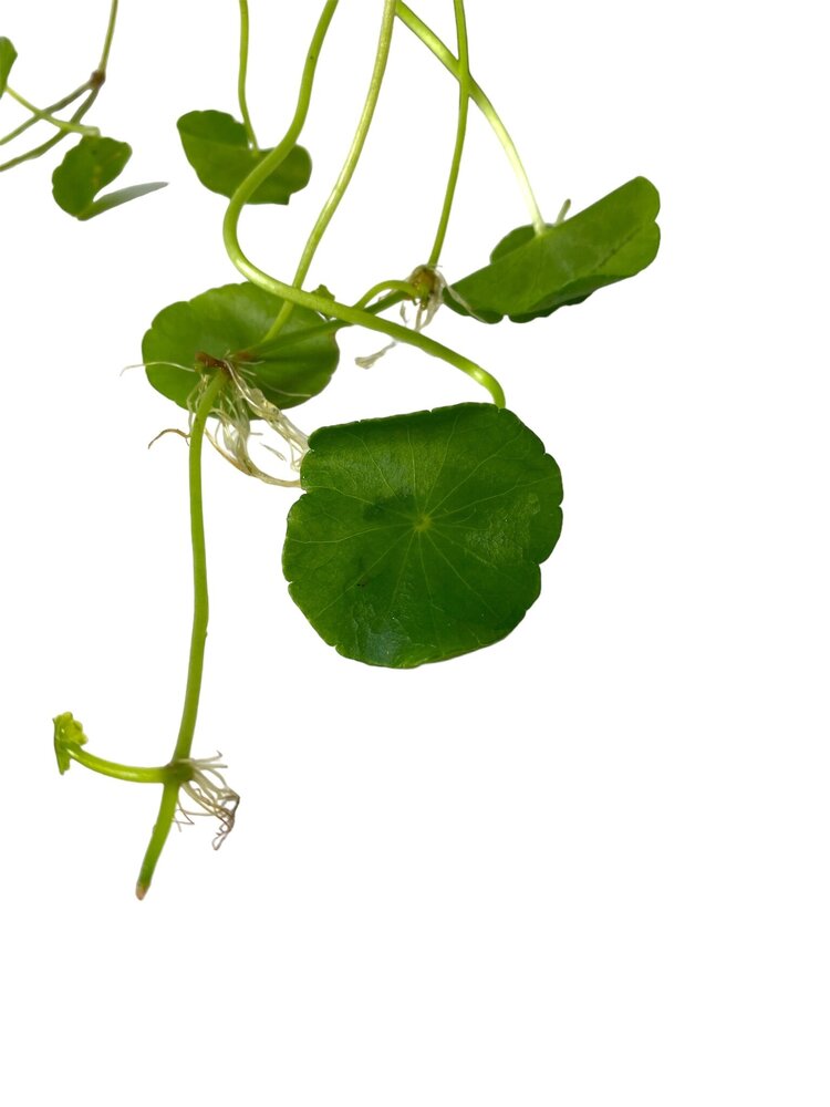 Wasserpflanze Hydrocotyle Verticillata (Wassernabel) Wasserpflanze Hydrocotyle Verticillata (Wassernabel)