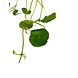 Wasserpflanze Hydrocotyle Verticillata (Wassernabel) Wasserpflanze Hydrocotyle Verticillata (Wassernabel)