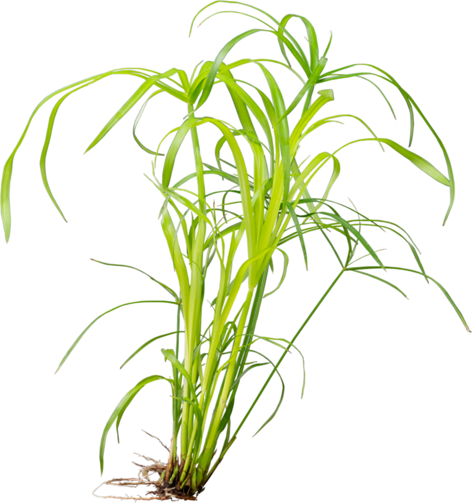 Wasserpflanze Cyperus alternifolius Wasserpflanze Cyperus alternifolius