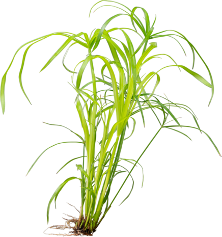 Wasserpflanze Cyperus alternifolius Wasserpflanze Cyperus alternifolius