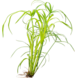 Wasserpflanze Cyperus alternifolius Wasserpflanze Cyperus alternifolius