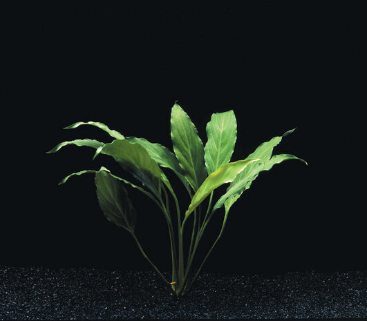 Waterplant Spathiphyllum Wallisii