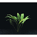 Wasserpflanze Spathiphyllum Wallisii Wasserpflanze Spathiphyllum Wallisii