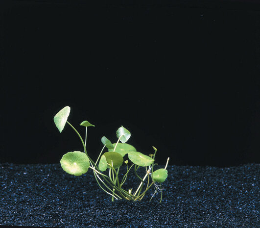 Waterplant Hydrocotyle Verticillata (Wassernabel)