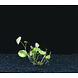 Wasserpflanze Hydrocotyle Verticillata (Wassernabel) Wasserpflanze Hydrocotyle Verticillata (Wassernabel)