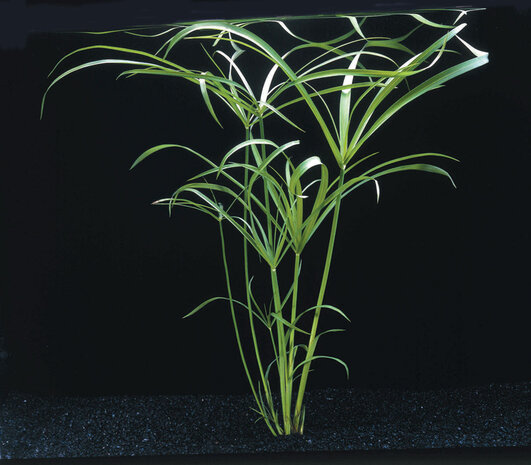 Wasserpflanze Cyperus alternifolius Wasserpflanze Cyperus alternifolius