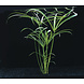 Wasserpflanze Cyperus alternifolius Wasserpflanze Cyperus alternifolius