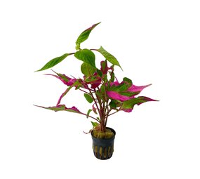 Wasserpflanze Hygrophila Corymbosa Pink