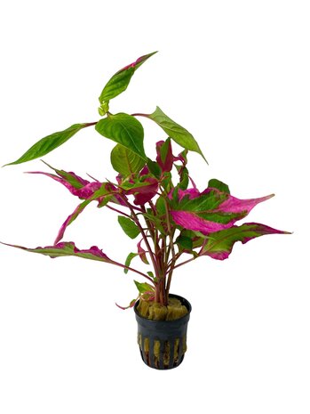 Wasserpflanze Hygrophila Corymbosa Pink Wasserpflanze Hygrophila Corymbosa Pink