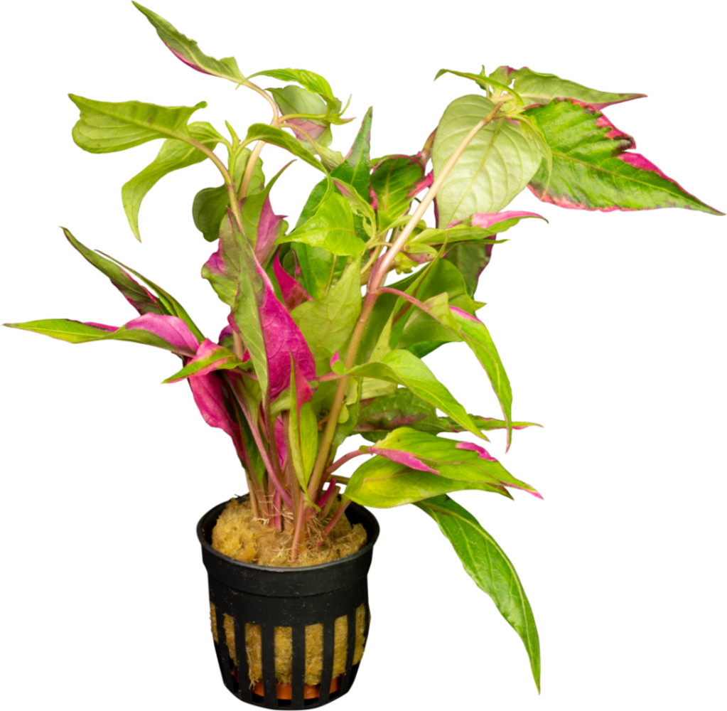 Wasserpflanze Hygrophila Corymbosa Pink Wasserpflanze Hygrophila Corymbosa Pink