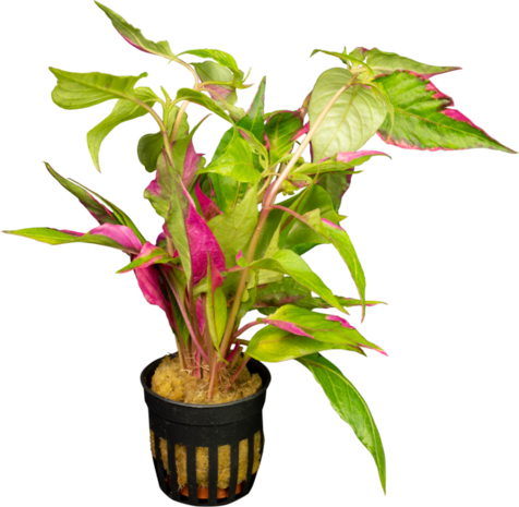 Wasserpflanze Hygrophila Corymbosa Pink Wasserpflanze Hygrophila Corymbosa Pink