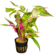 Wasserpflanze Hygrophila Corymbosa Pink Wasserpflanze Hygrophila Corymbosa Pink