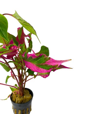 Wasserpflanze Hygrophila Corymbosa Pink Wasserpflanze Hygrophila Corymbosa Pink
